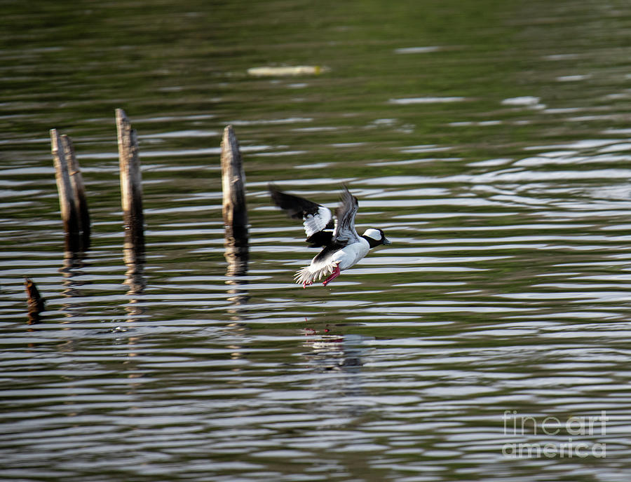 Duck Photograph - Bufflehead Flight Over Rippled Water by Marianne Kuzimski