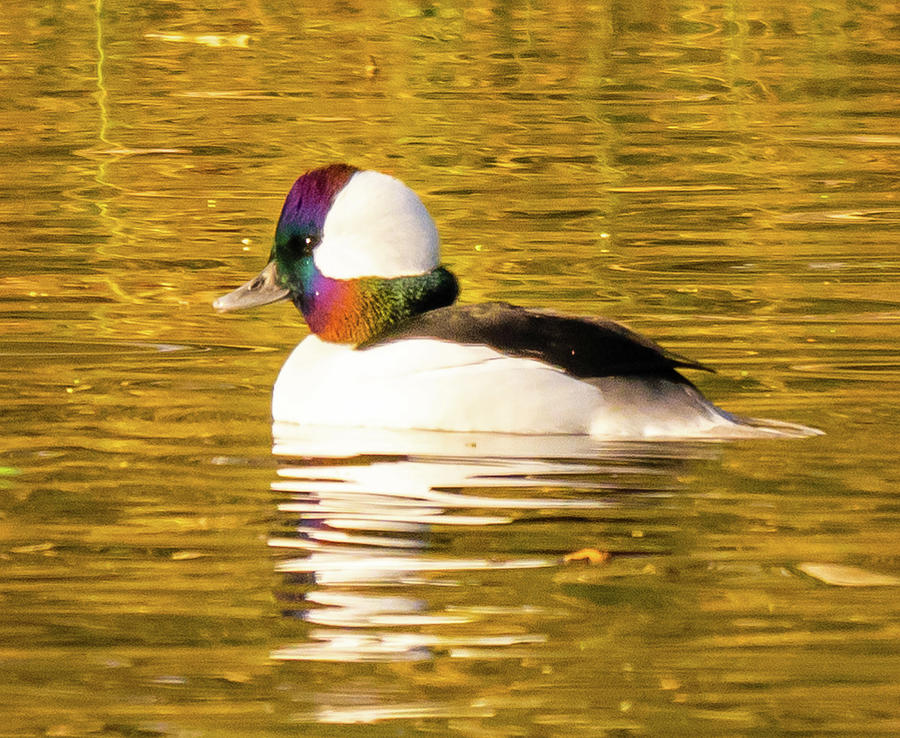 Bufflehead Male Photograph by Franklin Baker - Fine Art America