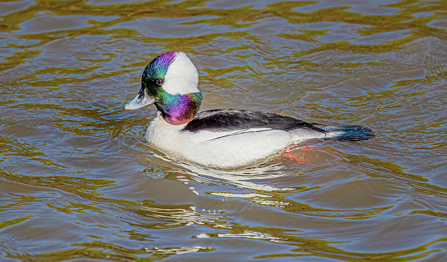 Bufflehead Male Swimming Photograph by Morris Finkelstein - Fine Art ...