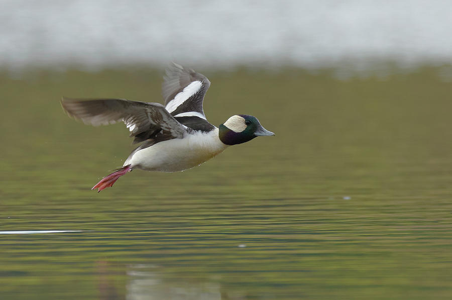 Bufflehead, Sacramento County California by Doug Herr Bufflehead, Sacramento County California by Doug Herr