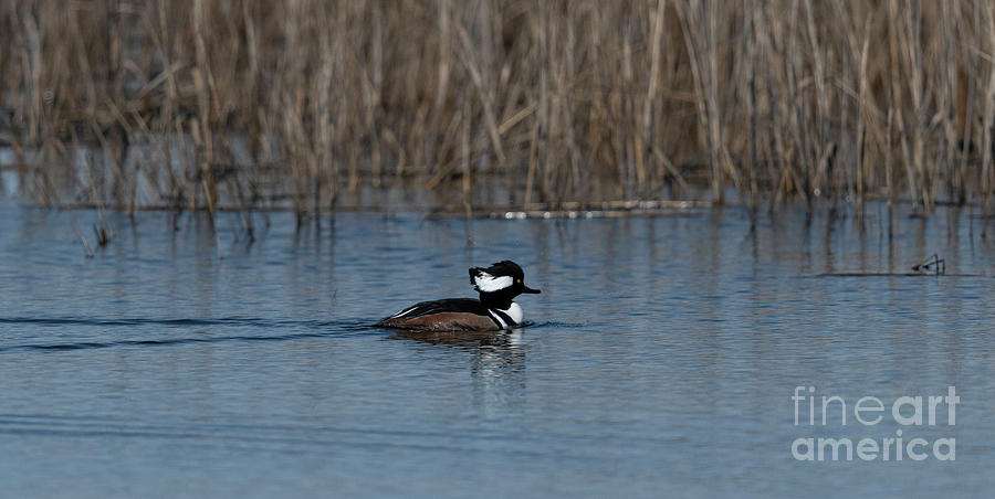 Hooded Merganser Male Duck Photograph by Dale Powell