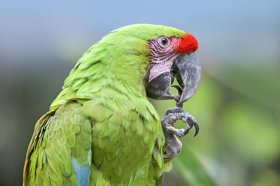 Macaw Photograph - Buffon Macaw by Tim Fitzharris