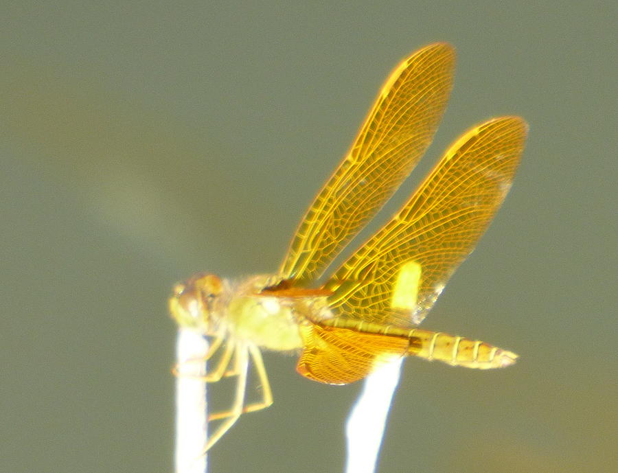 Bug-a-Fly Photograph by Kimo Fernandez