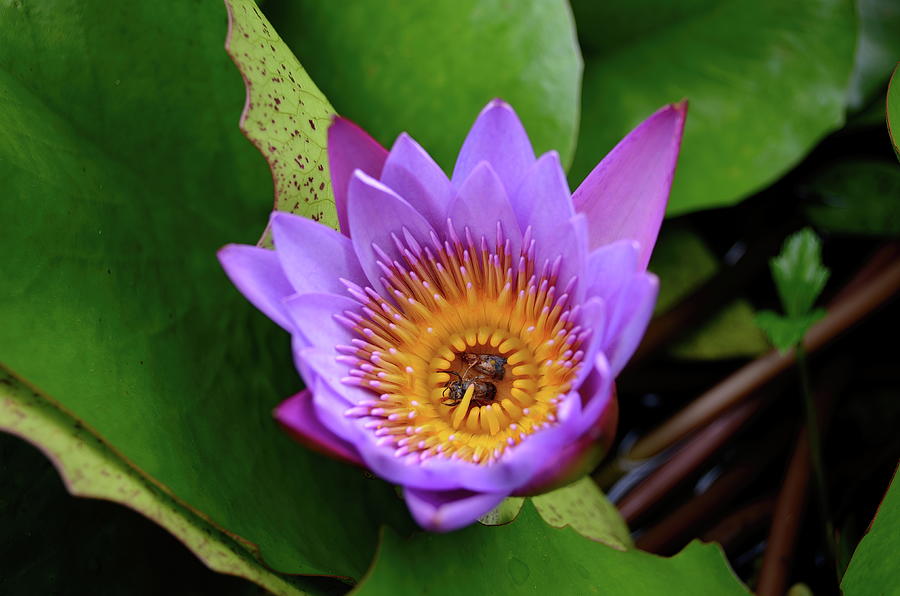 Bug Cup Waterlily Photograph