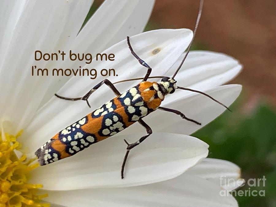 Bug Destiny Photograph by Catherine Wilson