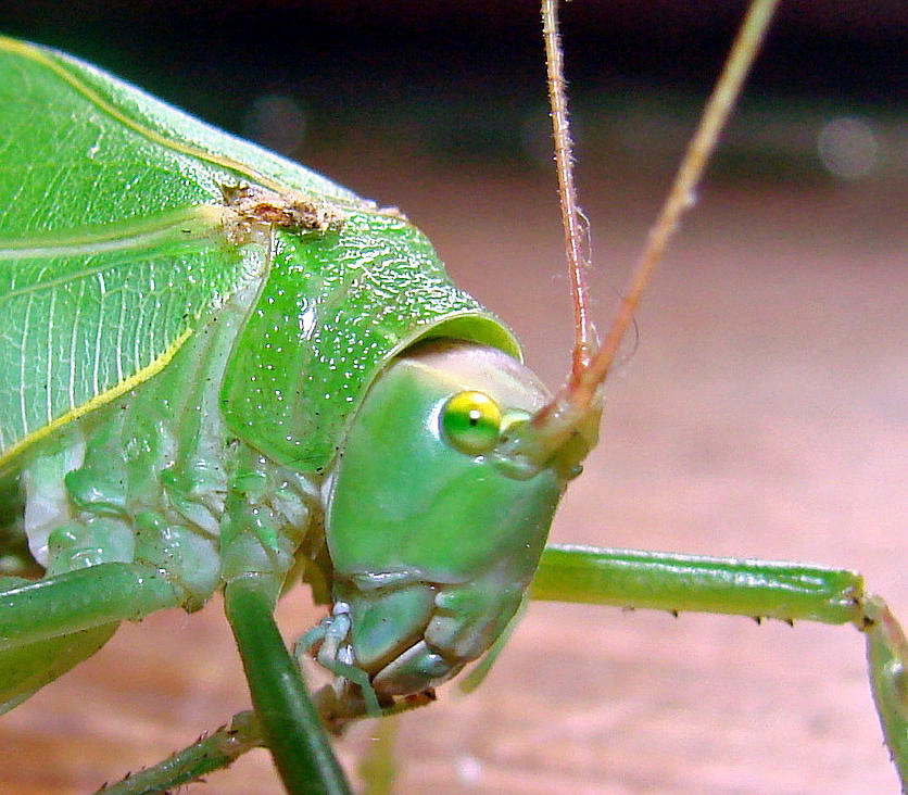 Bug eyed Photograph by Mary Halpin