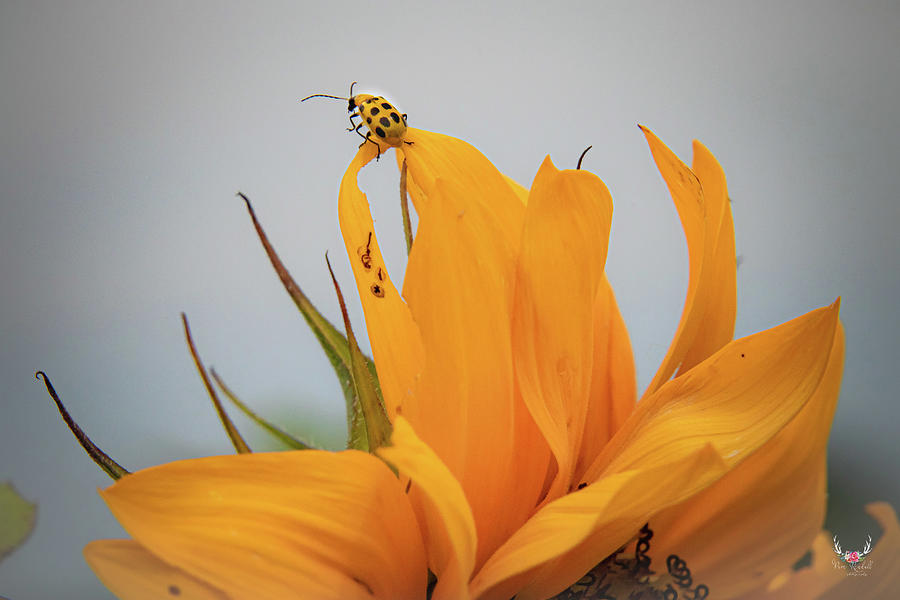Bug on Sunflower Photograph by Pam Rendall