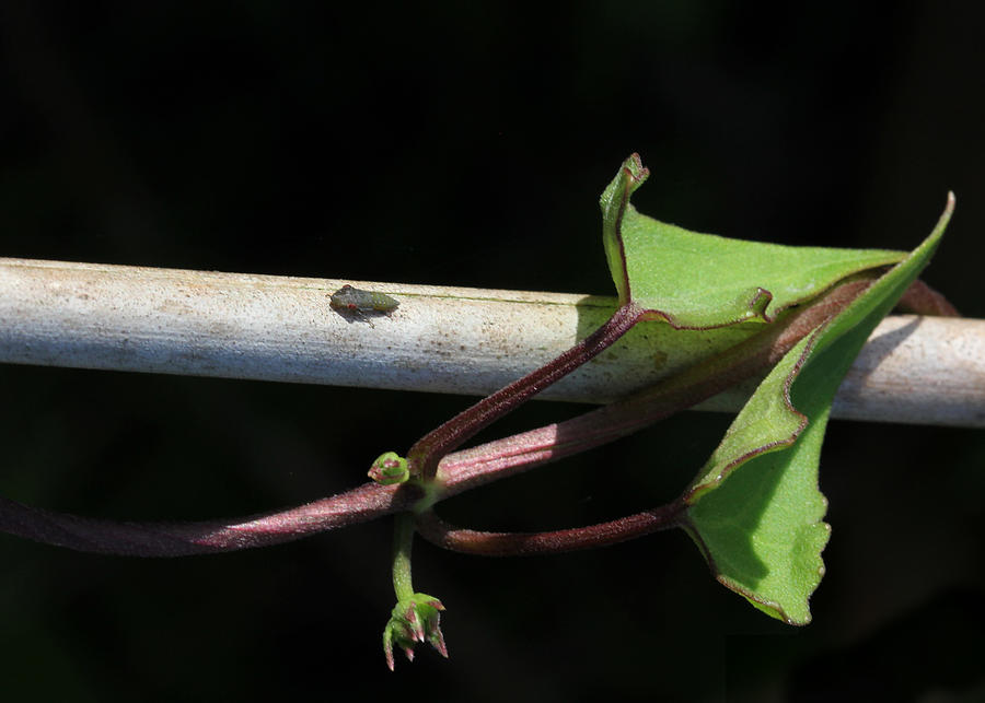 Bug Posing with Leaves Photograph by Decoris Art Bug Posing with Leaves Photograph by Decoris Art