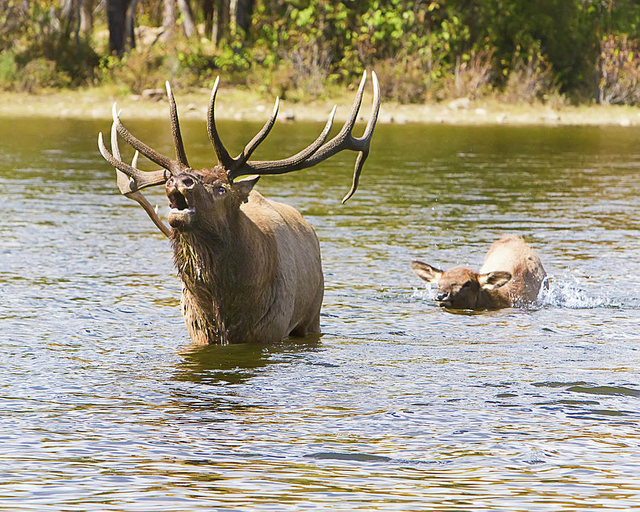 Bugling Bull Elk And Calf Photograph