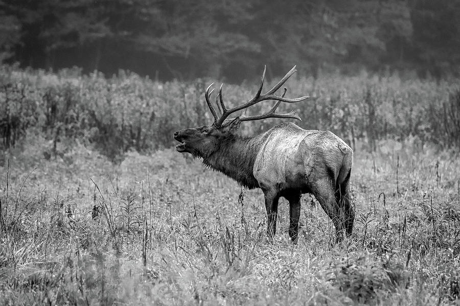 Wildlife Photograph - Bugling Bull Elk - Black and White by Eric Albright