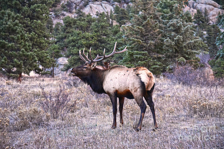 bugling bull elk calls