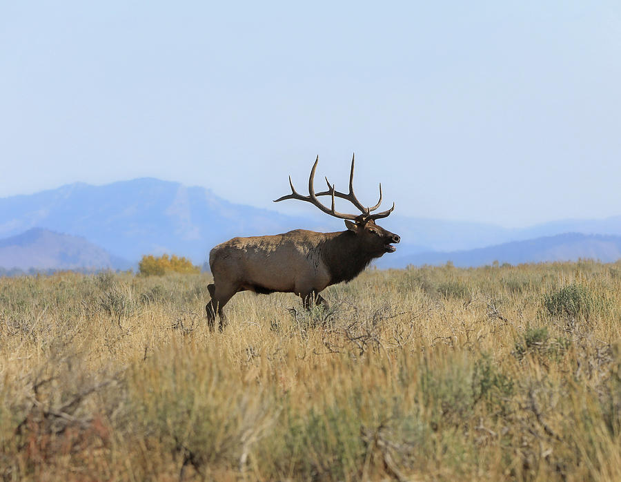 Bugling Bull Elk In Grand Tetons Photograph by Dan Sproul