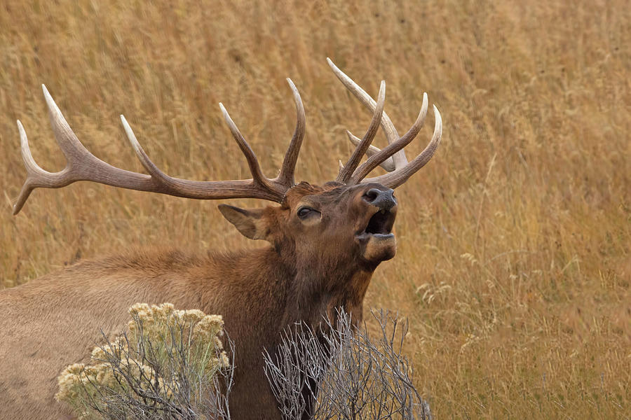Bugling Elk Photograph by CR Courson