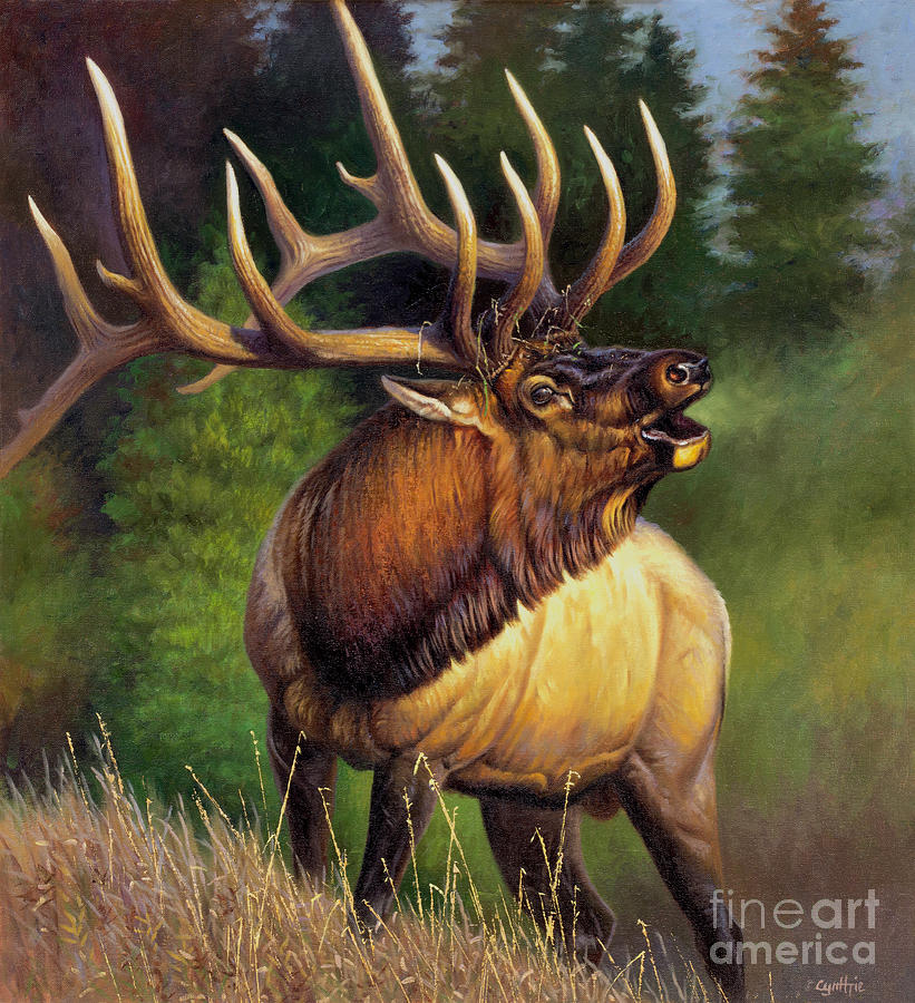 Bugling Elk Painting by Cynthie Fisher Fine Art America