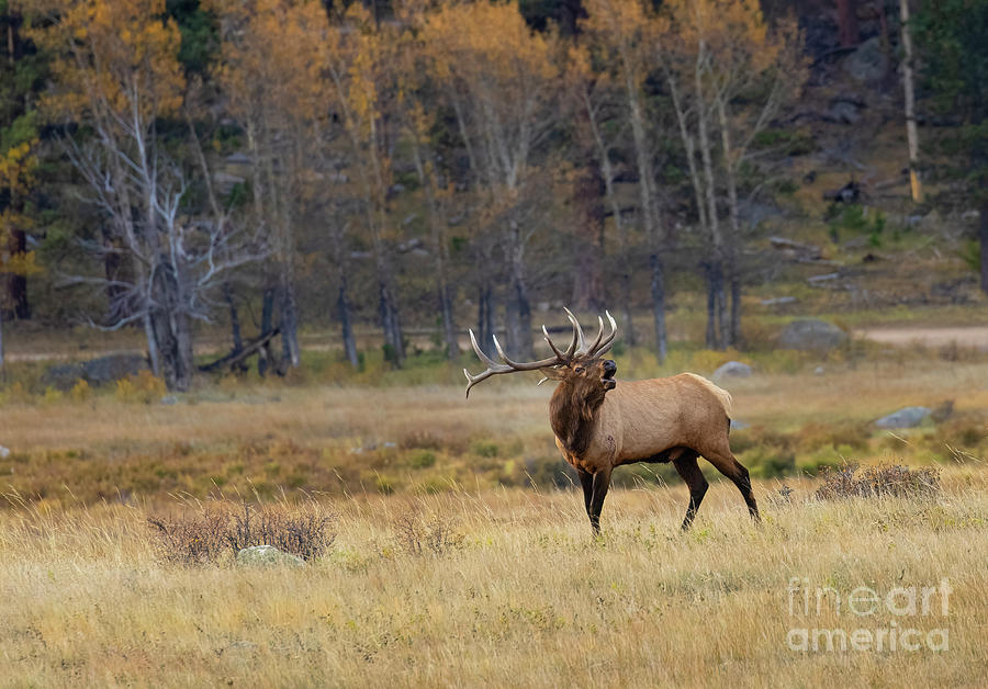 Bugling Elk In Aspen Trees Photograph