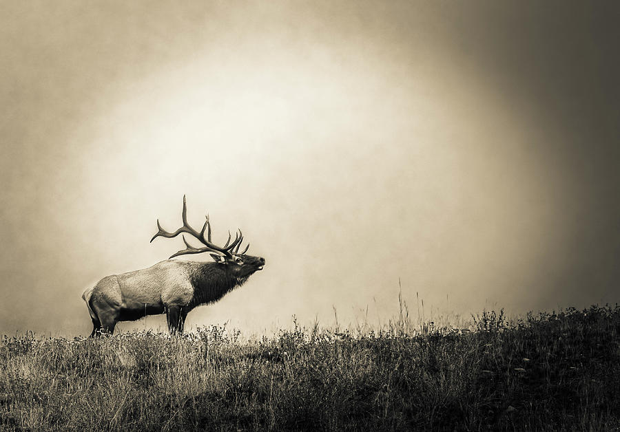 Bugling Elk Photograph by Monika Petersen - Fine Art America