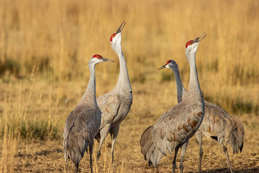 Wildlife Photograph - Bugling Sandhill Cranes  by Lynn Hopwood