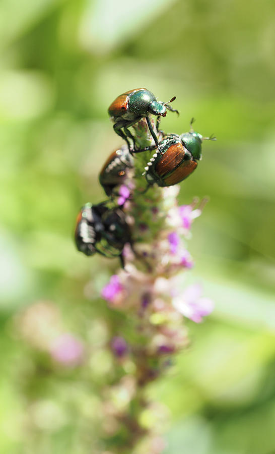 Bugs - Japanese beetles Painting by Sv Bell