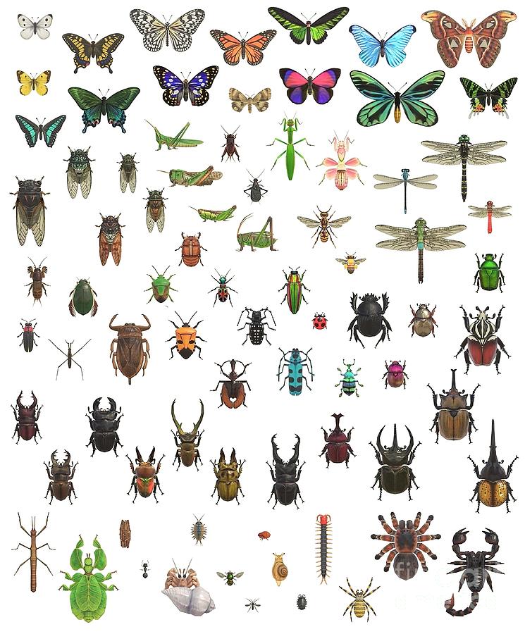 BUGS N STUFF Critterpedia Complete Taxonomy Painting by Davis Davies ...