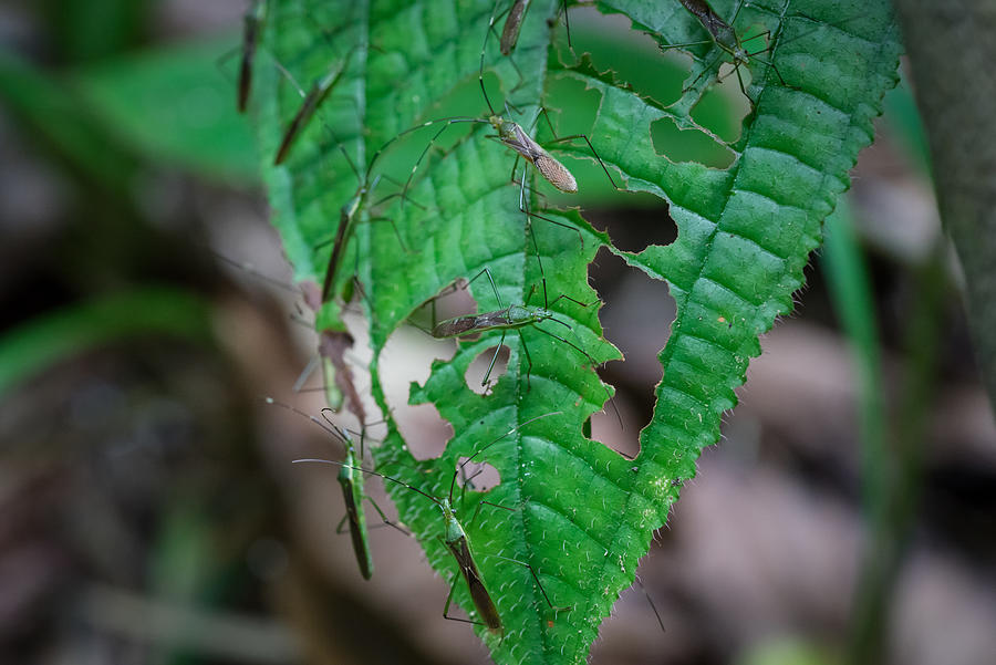 Bugs on leaf in Royal Belum Rainforest Park, Perak, Malaysia Photograph by Shaifulzamri