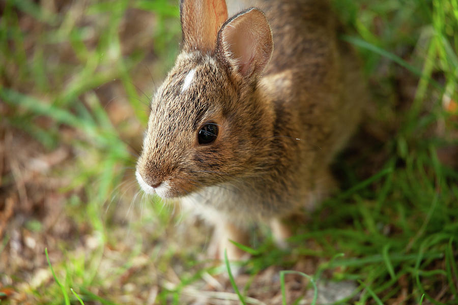 Wildlife Photograph - Bugsy The Bunny by Karol Livote