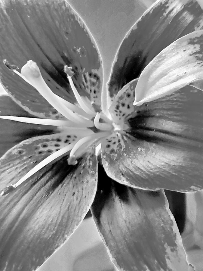 Bugundy Lily in BW Photograph by Mangos Art