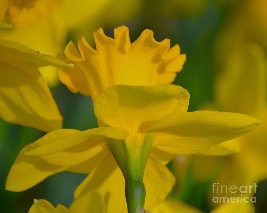 Spring Photograph - Build Me Up Buttercup by Vickie Crum
