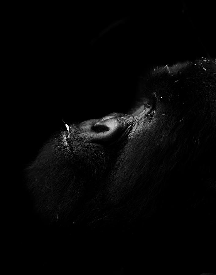 Bukima, Silverback Gorilla Photograph by Cameron Anderson