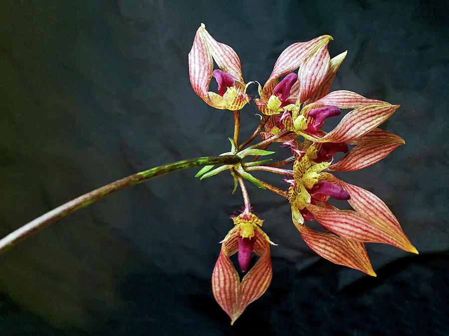 Bulbophyllum A-Dorabil Candy Ann Orchid in Bloom Photograph by Susan Maxwell Schmidt