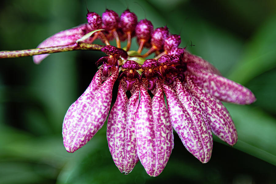 Bulbophyllum Eberhardtii  Photograph by Shirley Mitchell