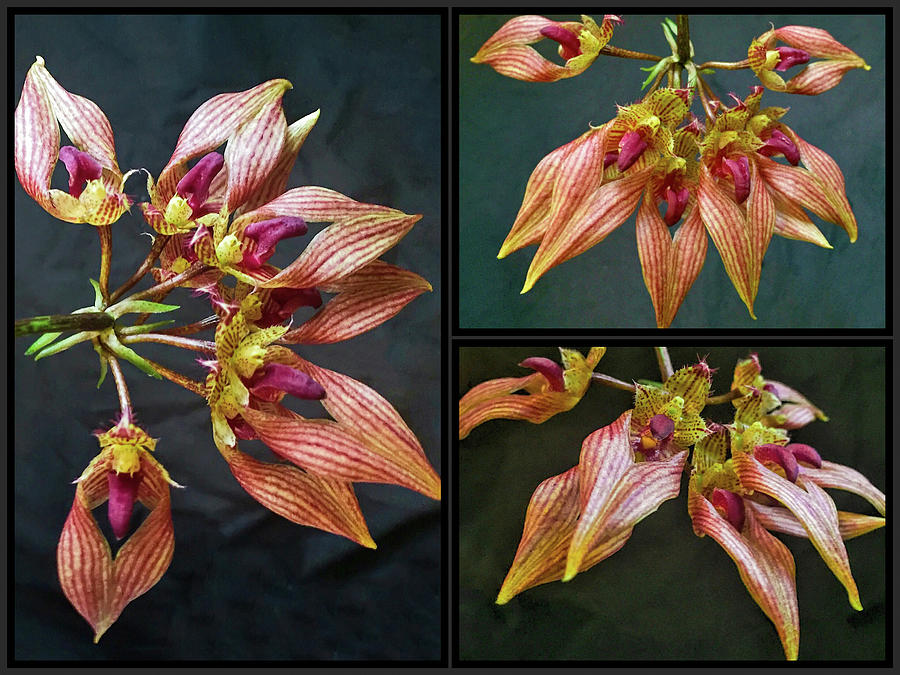 Bulbophyllum Orchid A-dorabil candy Ann Collage Photograph