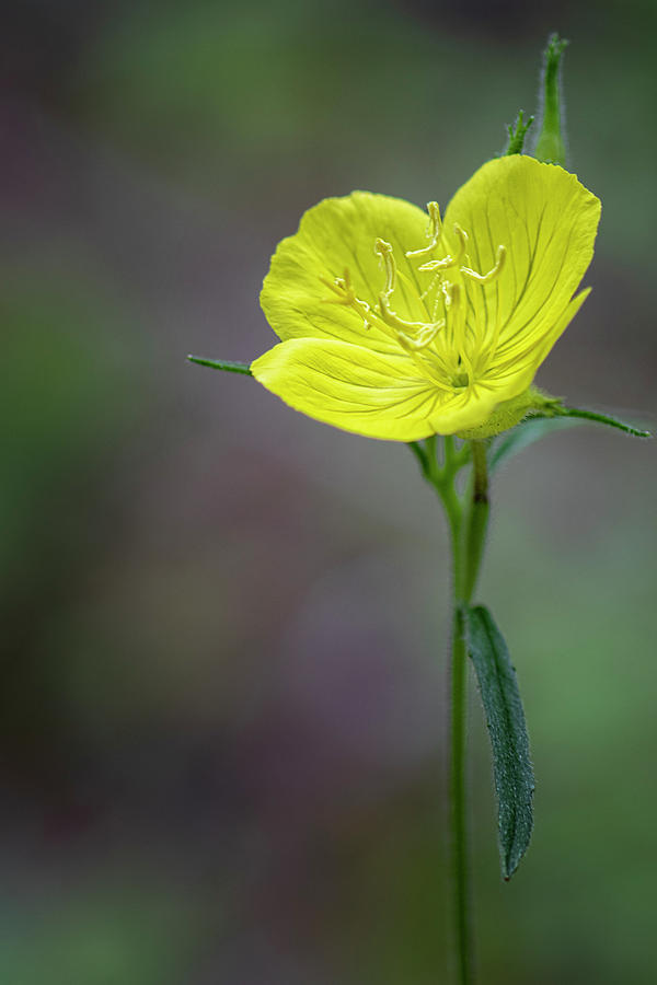Bulbous Buttercup in the Croatan National Forest -Eastern North  Photograph by Bob Decker