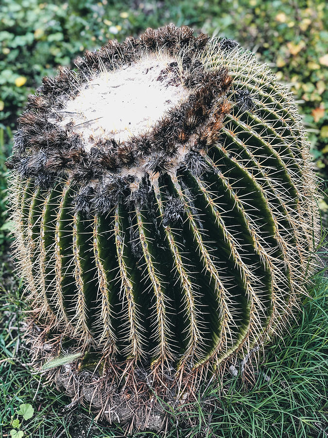 Bulbous Cactus Photograph by Nicole Pedra