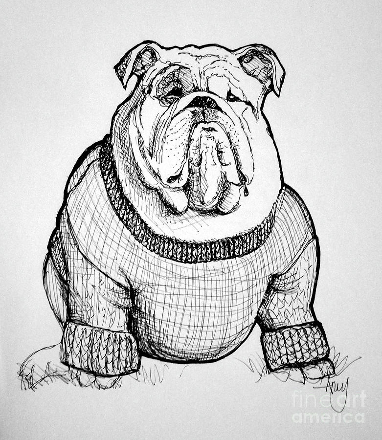 Bulky Bull Dog Drawing by Amy Stielstra