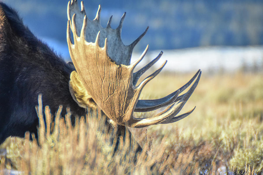 Bull antlers Photograph by Ed Stokes - Fine Art America