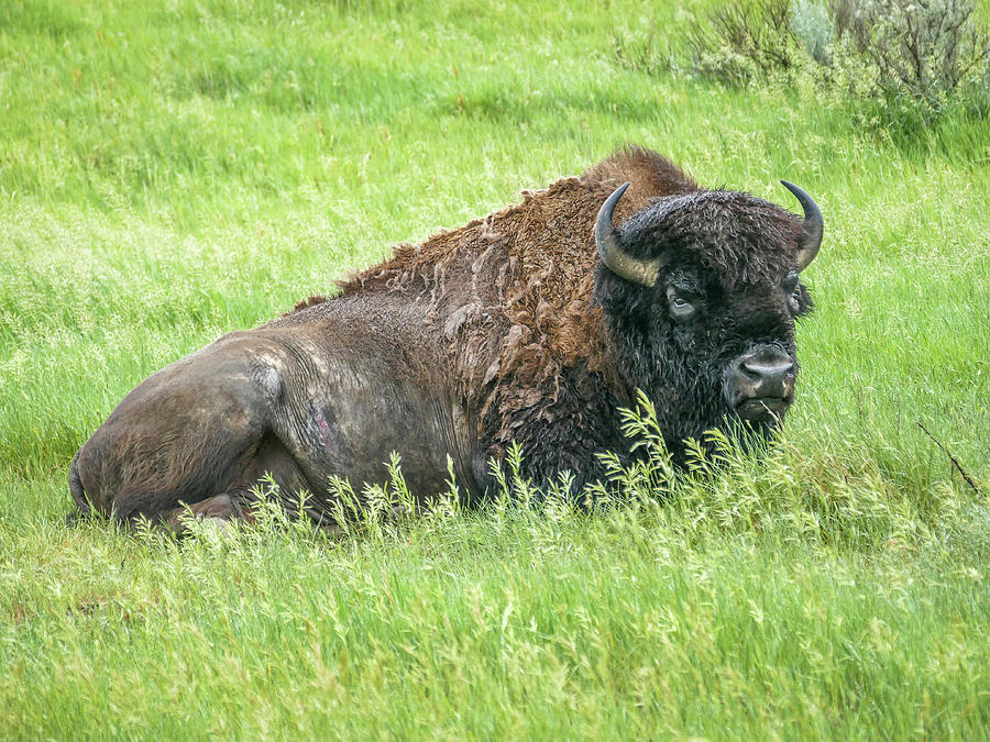Bull Bison at Rest Photograph by Mary Tastad Bull Bison at Rest Photograph by Mary Tastad