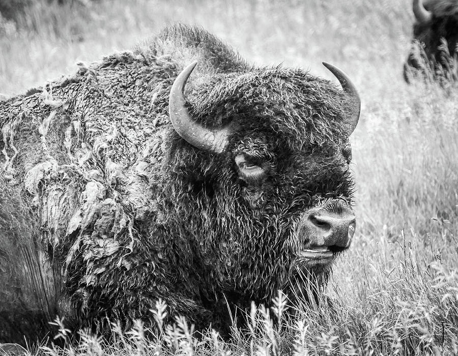 Bull Bison at the Oxbow black and white Photograph by Mary Tastad Bull Bison at the Oxbow black and white Photograph by Mary Tastad