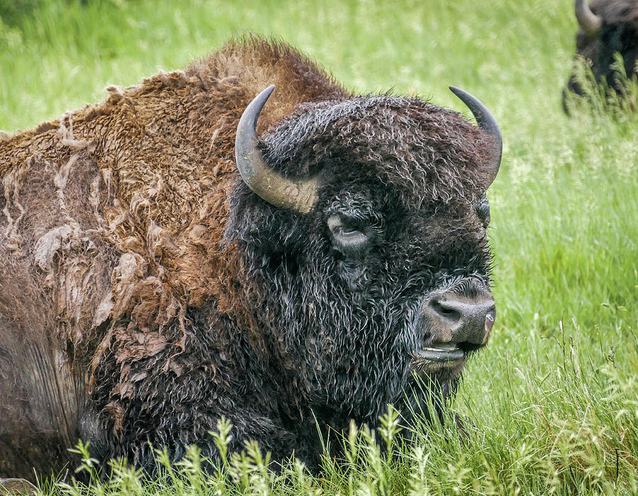 Bull Bison at the Oxbow Photograph by Mary Tastad Bull Bison at the Oxbow Photograph by Mary Tastad