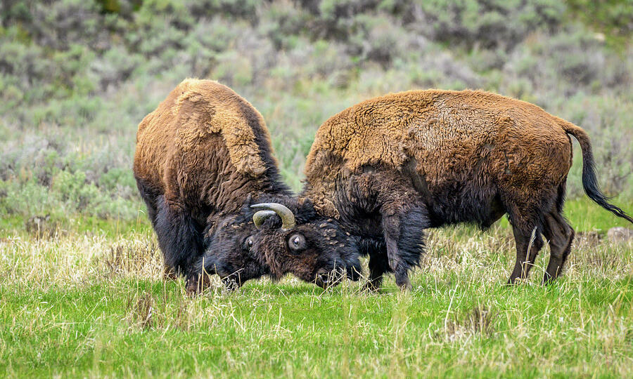 Bull Bison Battle Photograph by Julie Barrick - Fine Art America