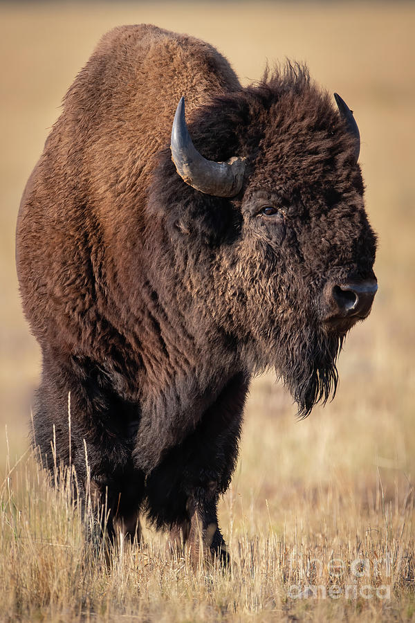 Bull Bison Photograph by Brad Schwarm