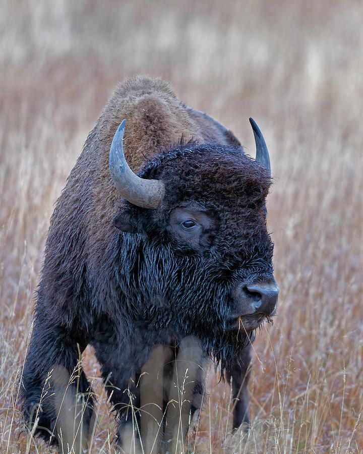 Bull Bison Photograph by Gary Langley
