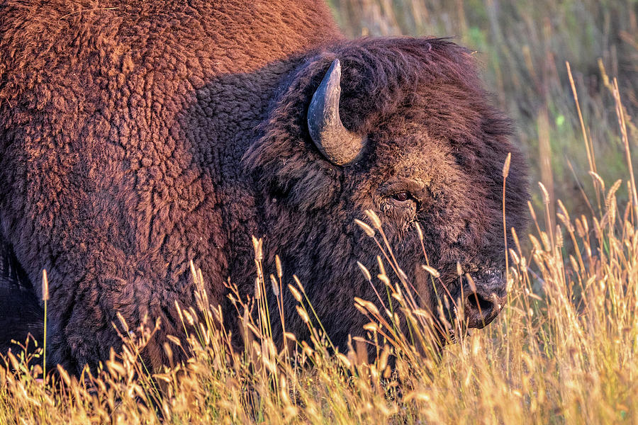 Bull Bison in Fall Grass Photograph by Jack Bell