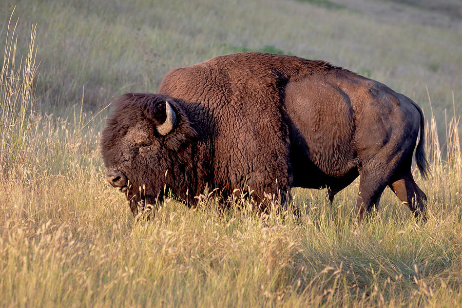 Bull Bison Photograph by Jack Bell