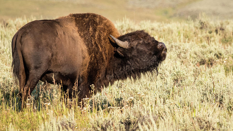 Bull Bison Photograph by Rodney Erickson | Fine Art America