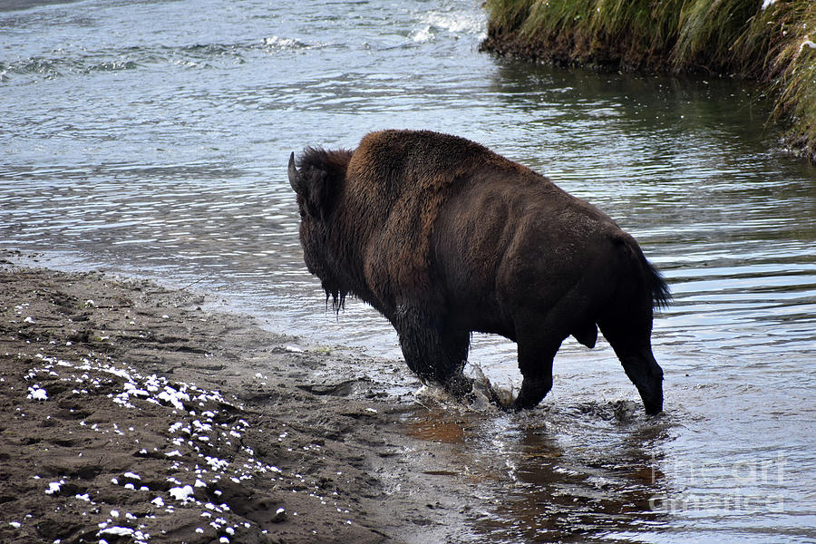 Yellowstone National Park Photograph - Bull Buffalo Emerges from His Bath by Rose De Dan