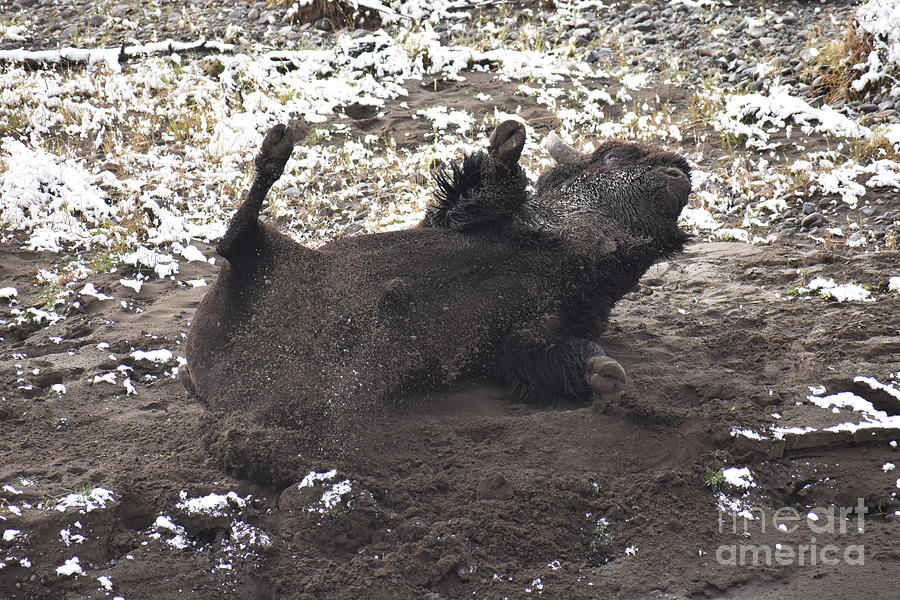 Bull Photograph - Bull Buffalo Enjoys An Earth Wallow by Rose De Dan Bull Photograph - Bull Buffalo Enjoys An Earth Wallow by Rose De Dan