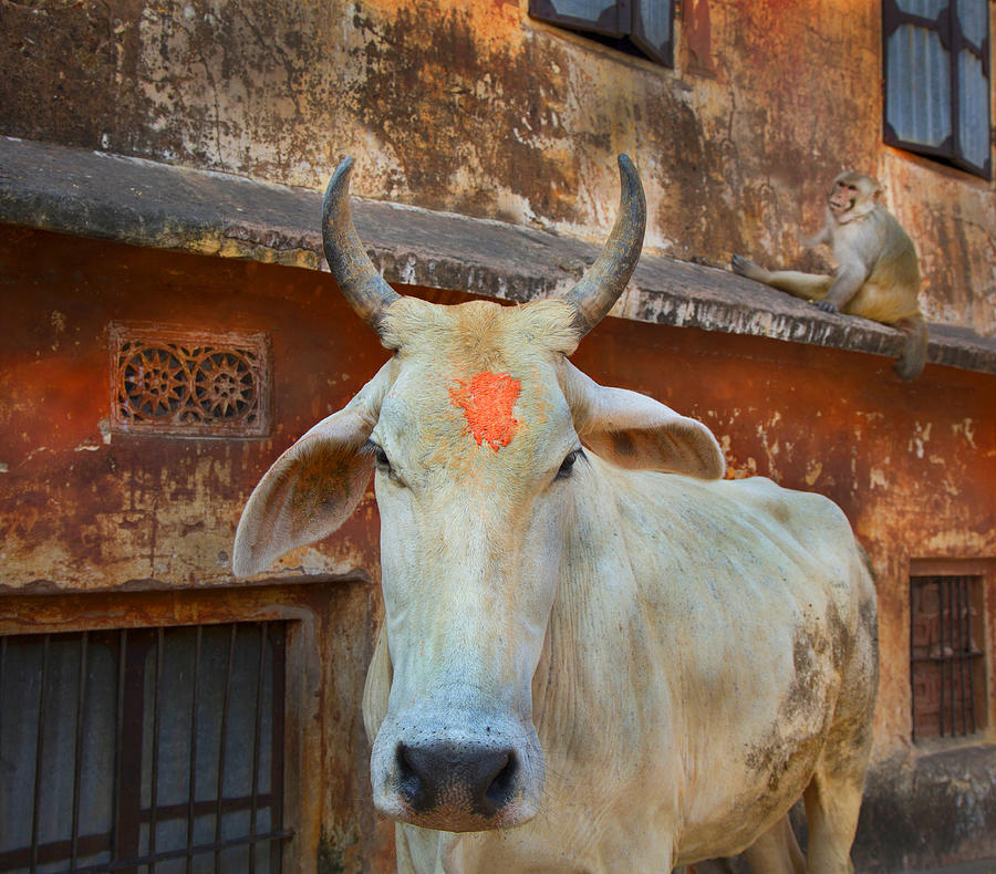 Bull cow with religious markings Photograph by Grant Faint