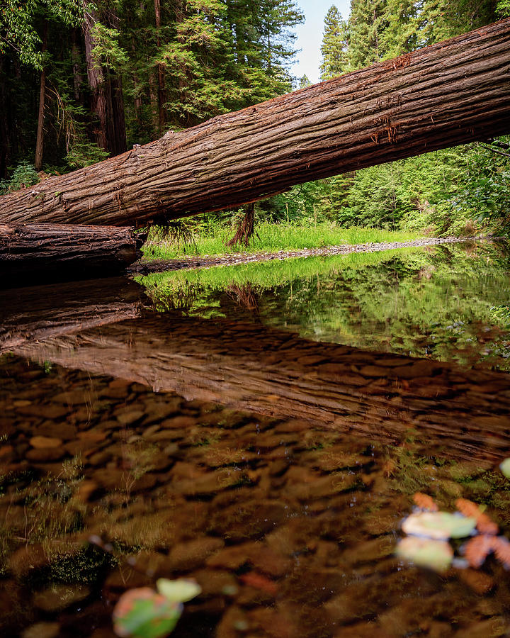 Bull Creek Redwood Reflection Photograph
