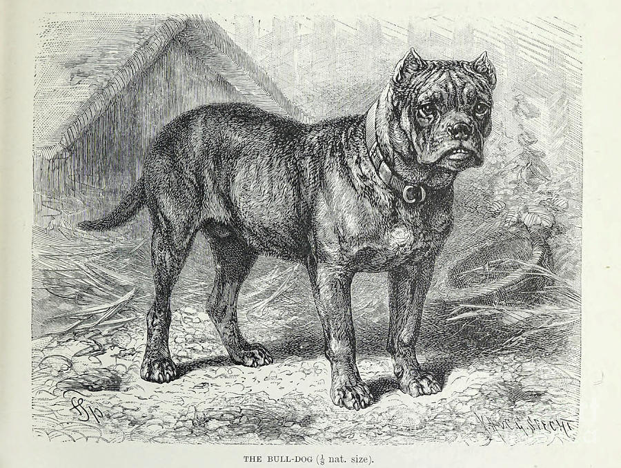 Bull-Dog l3 Drawing by Historic illustrations
