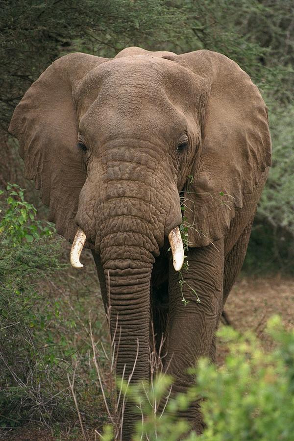 Bull Elephant Photograph by Bonnie Colgan